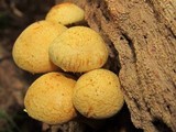Gymnopilus luteus image