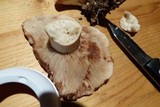 Russula compacta image