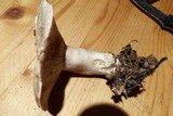 Russula compacta image