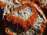 Xanthoria elegans image
