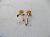 Agrocybe arvalis image