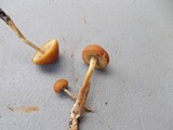 Agrocybe arvalis image