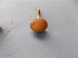 Agrocybe arvalis image