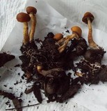 Agrocybe arvalis image