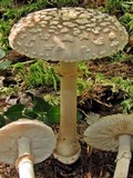 Amanita morrisii image