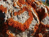 Xanthoria elegans image