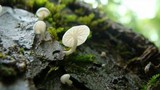 Hemimycena candida image