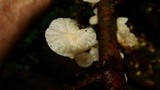 Hemimycena candida image