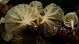Hemimycena candida image