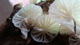 Hemimycena candida image