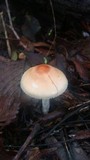 Leucoagaricus rubrotinctus image