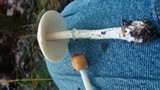 Leucoagaricus rubrotinctus image