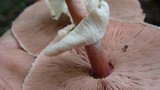 Agaricus silvicola image
