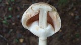 Agaricus silvicola image