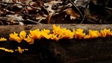 Dacryopinax spathularia image