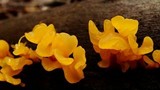 Dacryopinax spathularia image