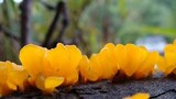 Dacryopinax spathularia image