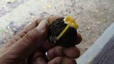Mycena crocea image