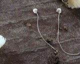 Mycena aciculata image