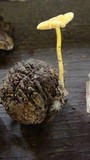 Mycena crocea image