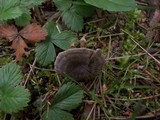 Entoloma undatum image
