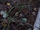 Geastrum fimbriatum image