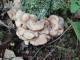 Lentinellus cochleatus image