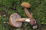 Austroboletus gracilis var. gracilis image