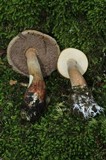 Austroboletus gracilis var. gracilis image