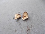 Agrocybe arvalis image