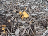 Agrocybe arvalis image