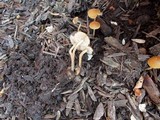 Agrocybe arvalis image