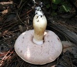 Tylopilus rhoadsiae image