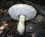 Tylopilus rhoadsiae image