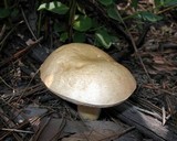 Tylopilus rhoadsiae image