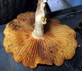 Gymnopilus aeruginosus image