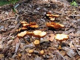 Gymnopilus aeruginosus image