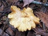 Gymnopilus aeruginosus image