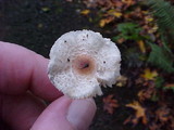 Lepiota cristata image