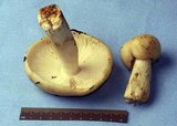 Russula fragrantissima image