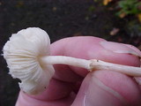 Lepiota cristata image