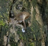 Arrhenia epichysium image