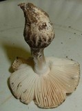 Amanita onusta image