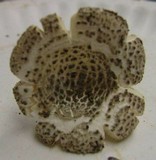 Amanita onusta image