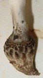 Amanita onusta image