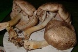 Agaricus placomyces image