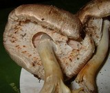 Agaricus placomyces image