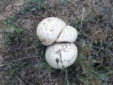 Neolentinus ponderosus image