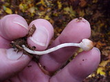 Lepiota cristata image