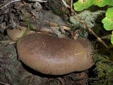 Tapinella atrotomentosa image